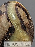 septaria, egg