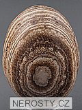 aragonite, egg