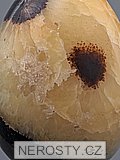 septaria, egg